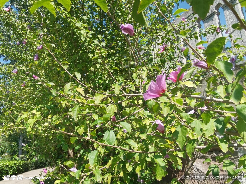 綠葉間綻放的嬌艷花朵