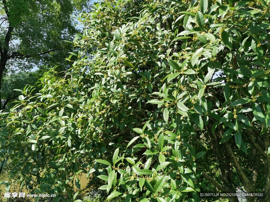 繁茂綠樹盡顯自然生機(jī)