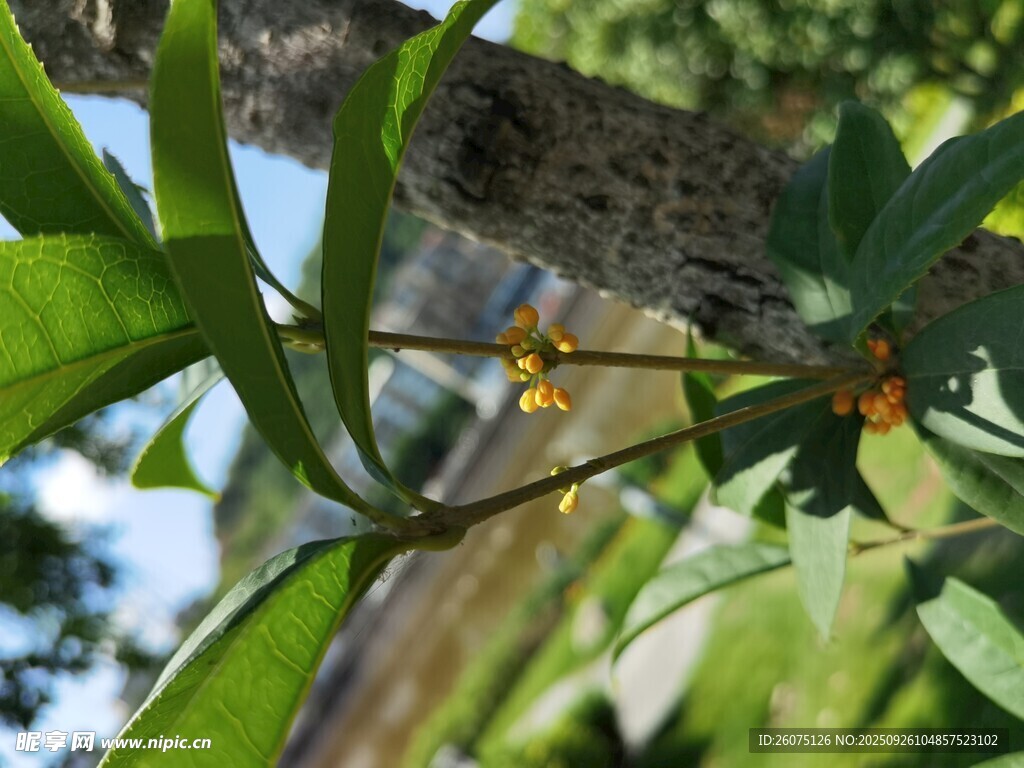 樹枝上的綠植與黃色桂花