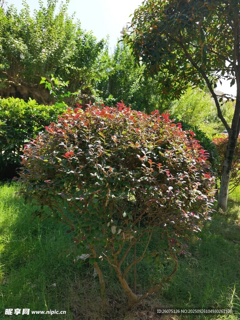 綠葉間的多彩灌木景觀