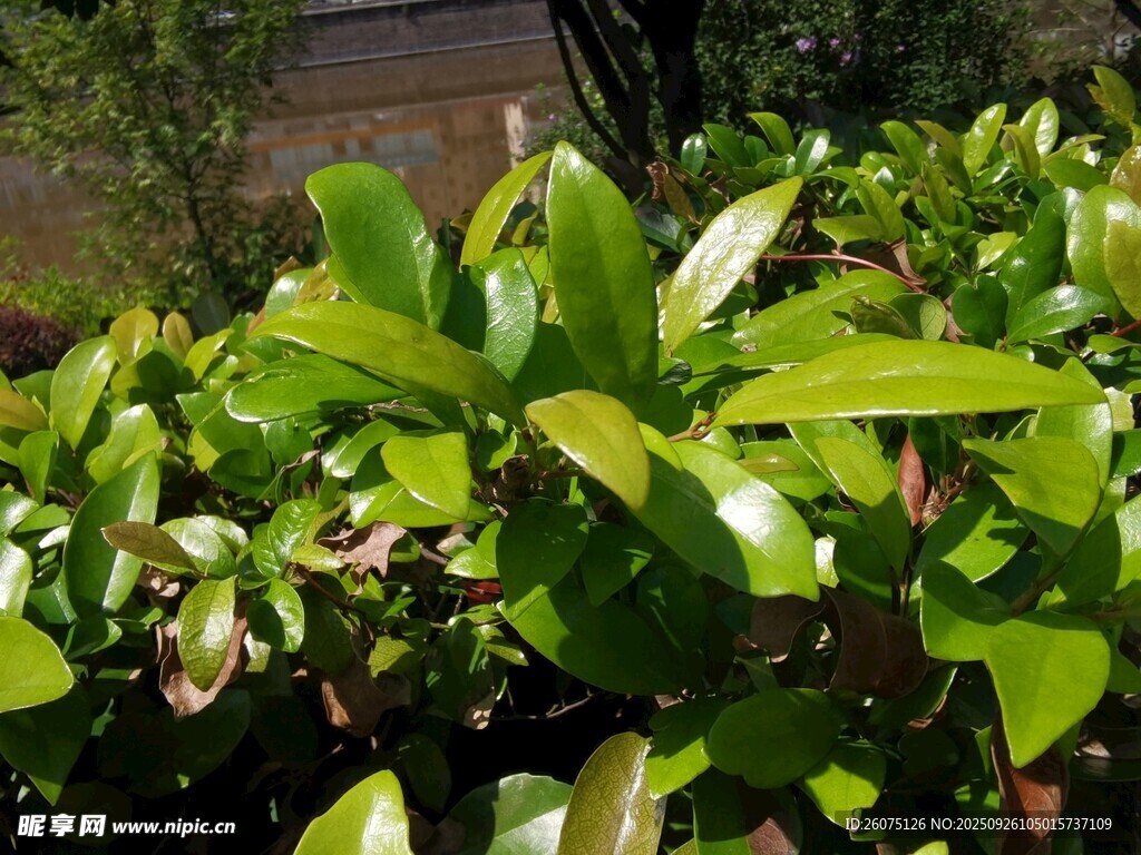 翠綠生機(jī)的繁茂植物