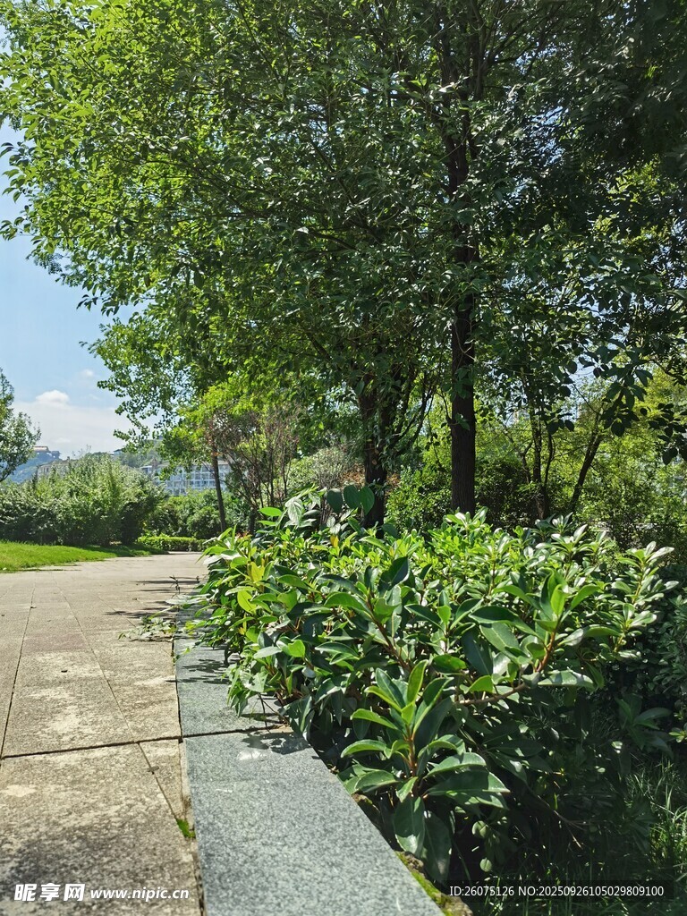 林蔭小道旁的綠植景觀