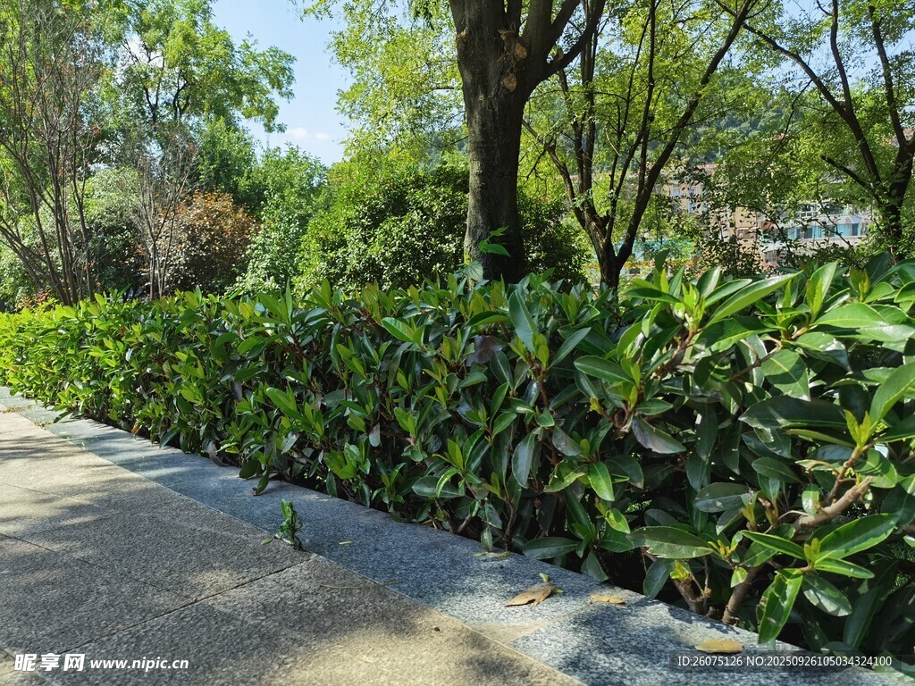 路邊綠意盎然的綠植景觀