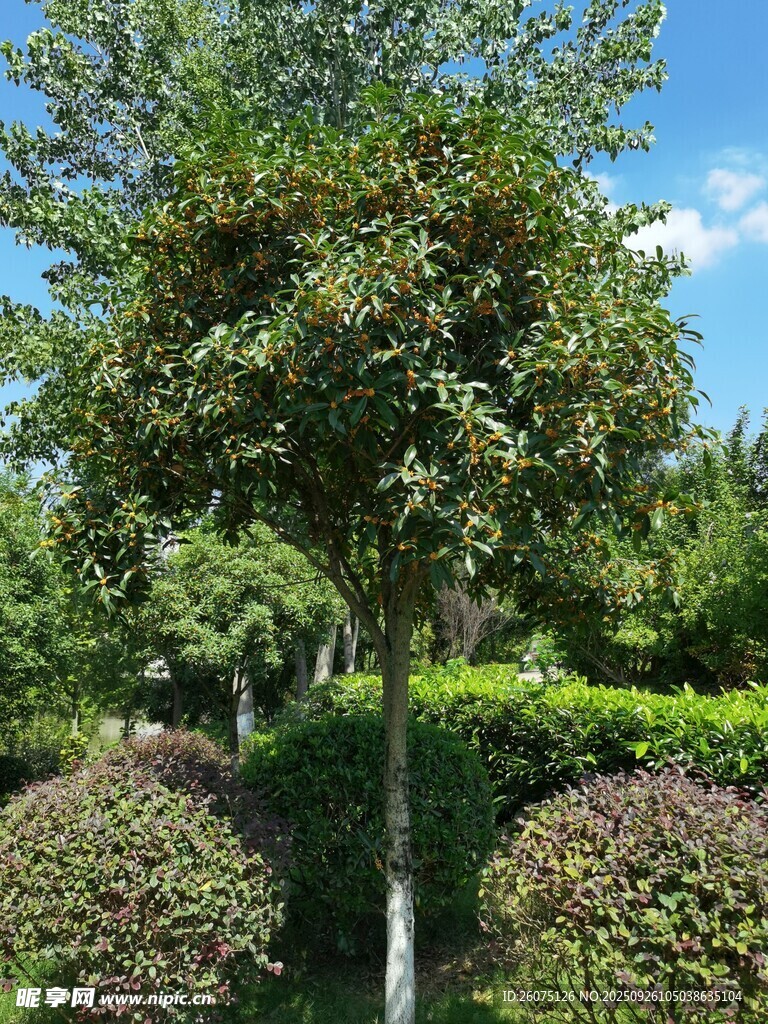 夏日蔥郁園林景觀