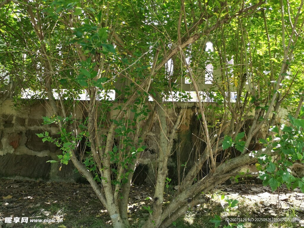 綠葉繁茂的庭院灌木