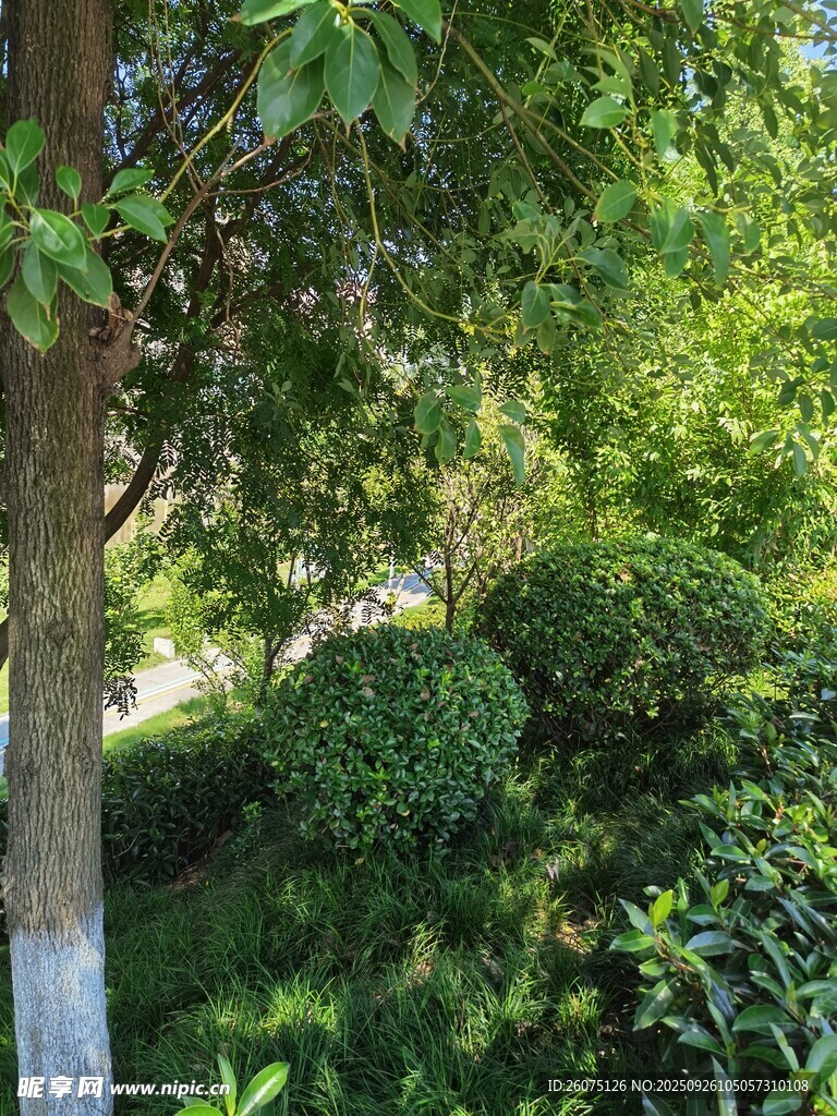 夏日蔥郁樹林景觀