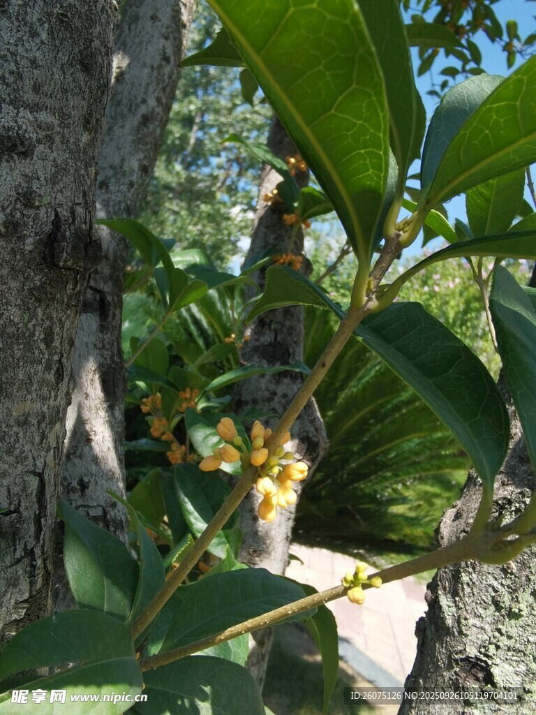 樹上綠葉間的黃色小花