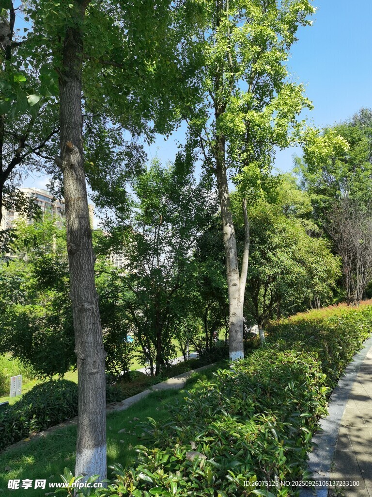 林蔭小道綠意盎然的景致