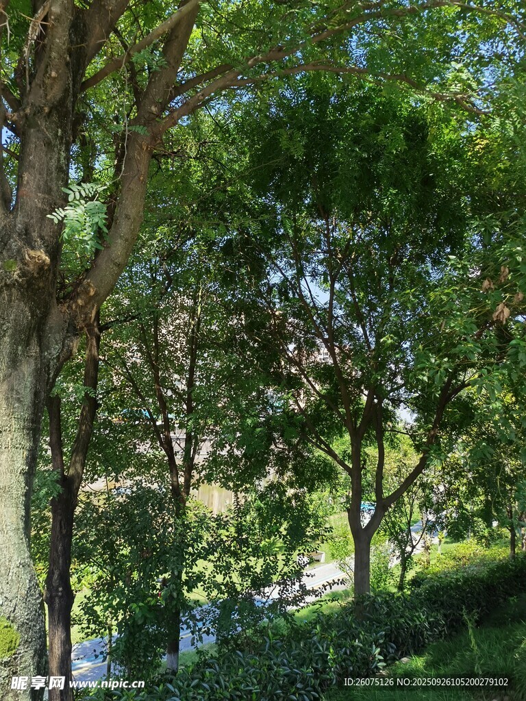 夏日蔥郁樹林景觀