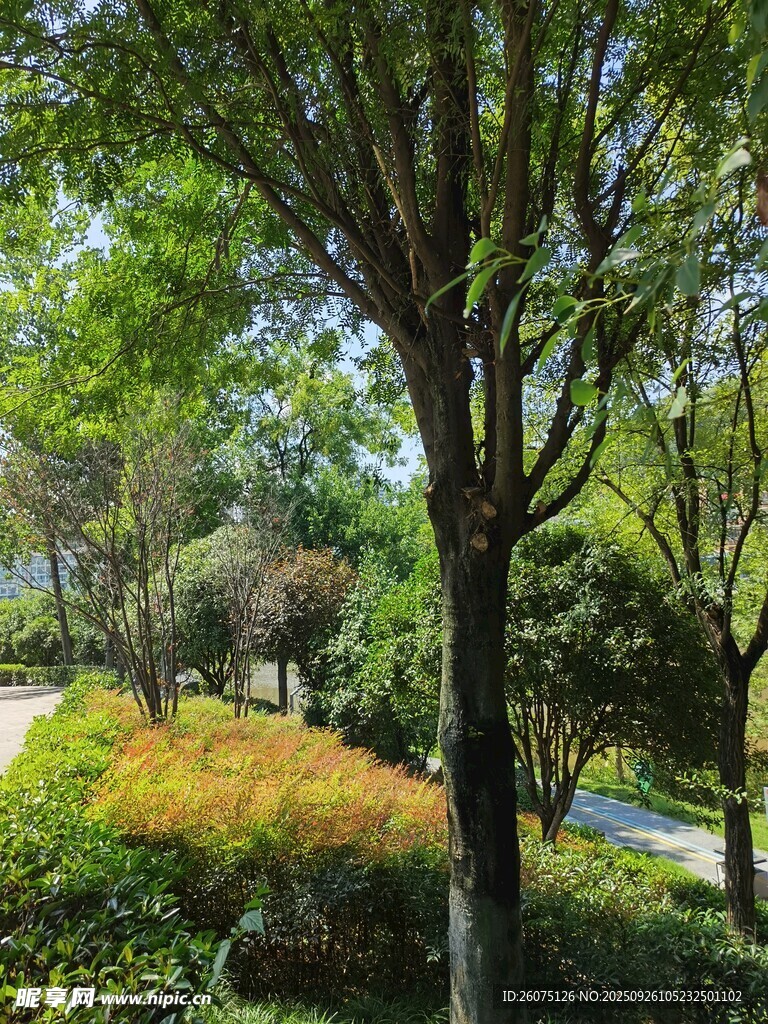 城市中的靜謐綠意景觀