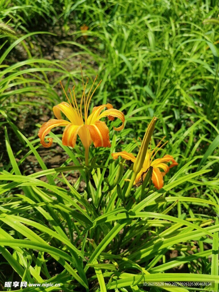 綠葉叢中的橙色花朵