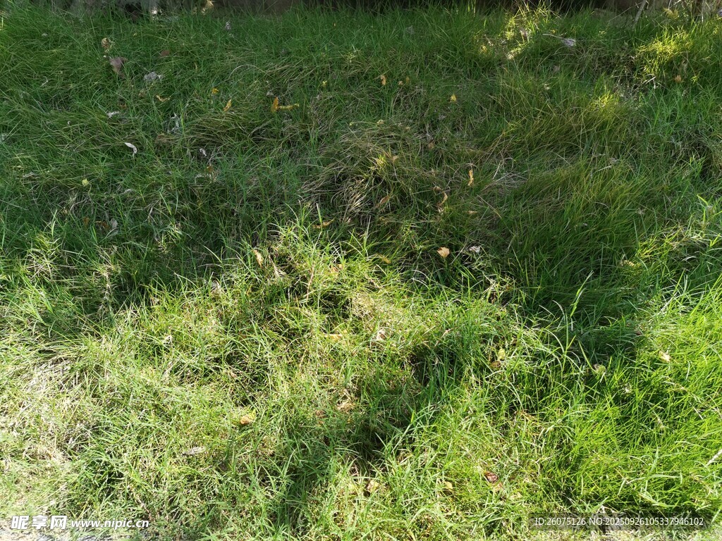 陽光下的翠綠草地