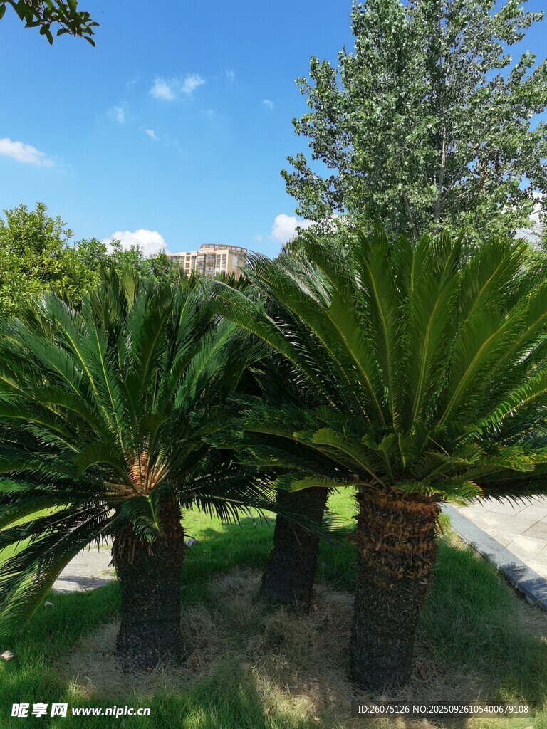 戶外挺拔的蘇鐵植物景觀