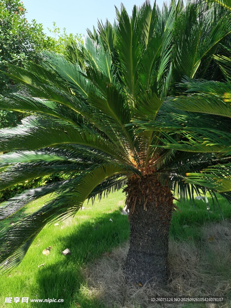 戶外挺拔的蘇鐵植物