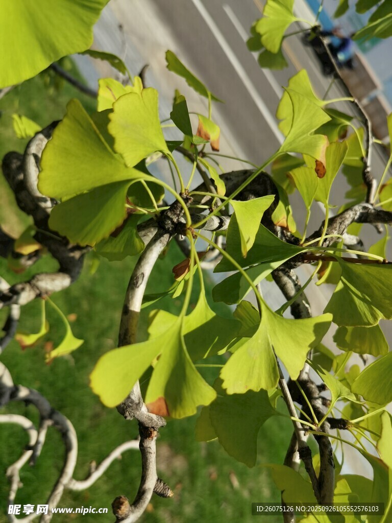 嫩綠銀杏葉生機(jī)滿(mǎn)枝頭