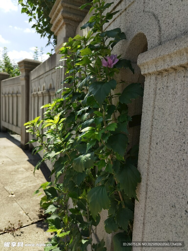 石墻邊的繁茂綠植