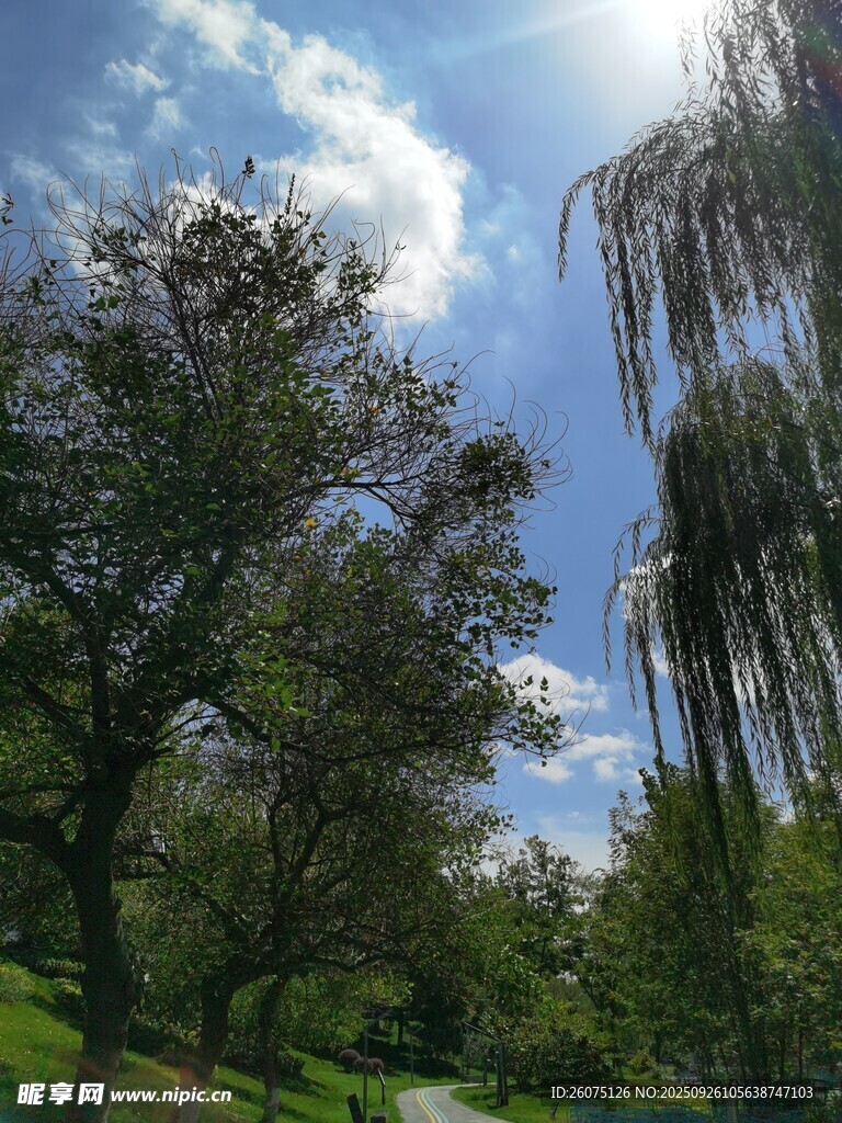 陽光照耀下的蔥郁樹林