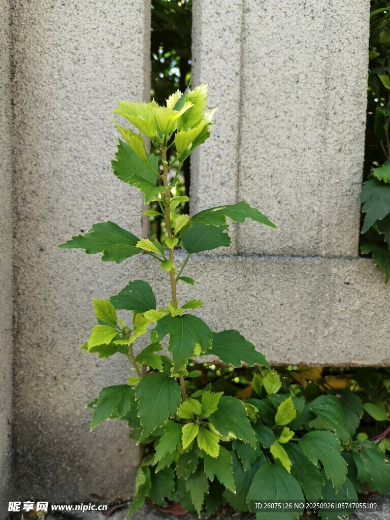 墻邊翠綠綻放的清新花卉