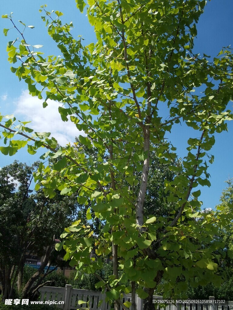陽光下挺拔的翠綠樹木