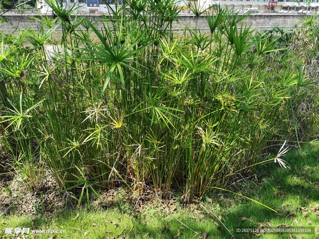 茂盛的綠色植物景觀