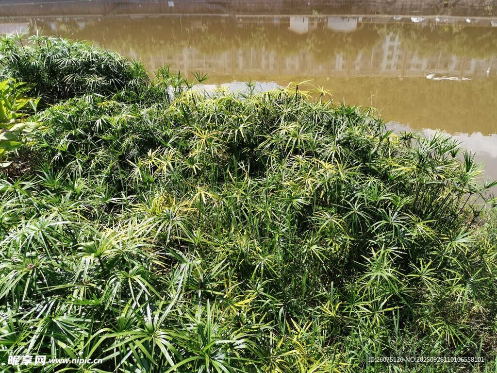 河邊繁茂綠植景觀