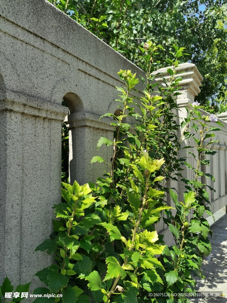 石墻邊的翠綠植物