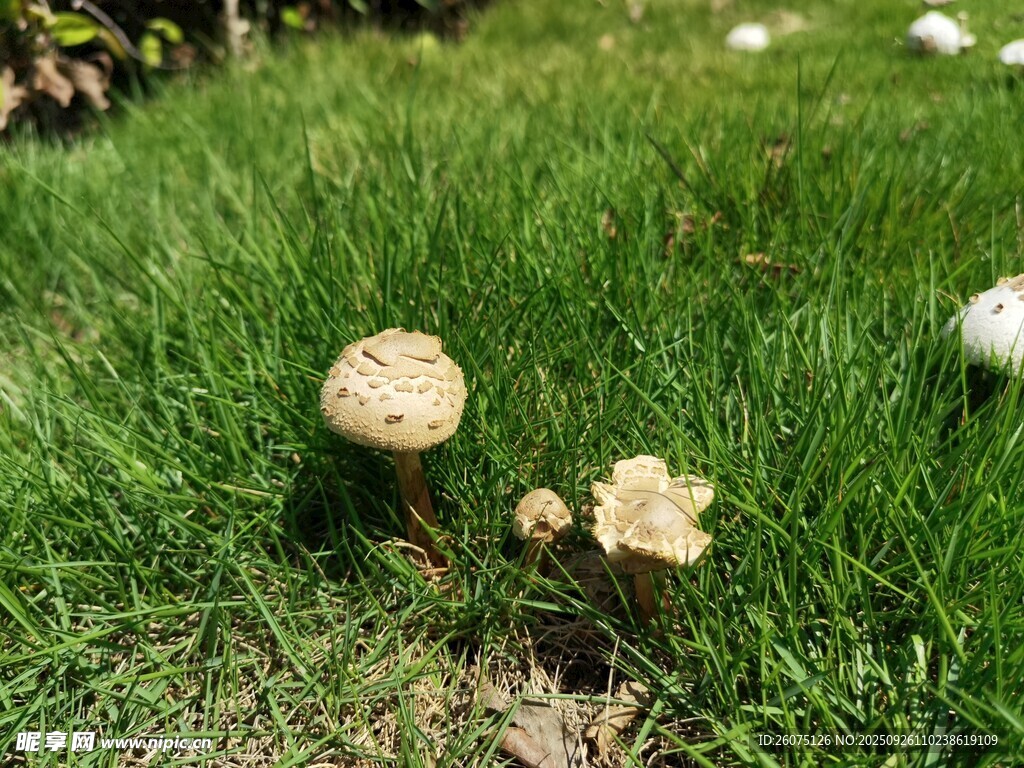草地上的可愛小蘑菇