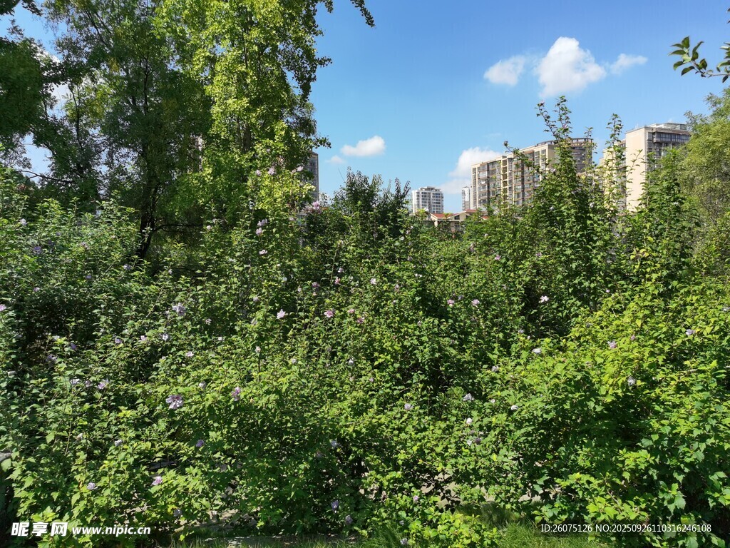 綠意盎然的戶外自然景觀