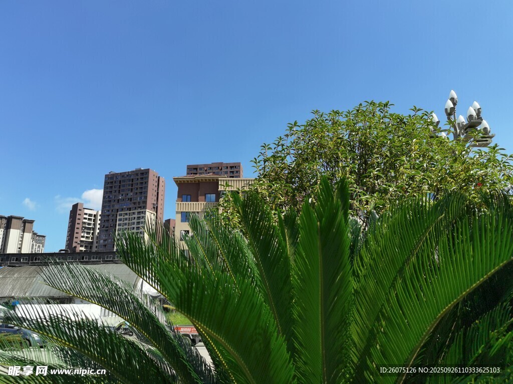 城市中蔥郁綠植與建筑
