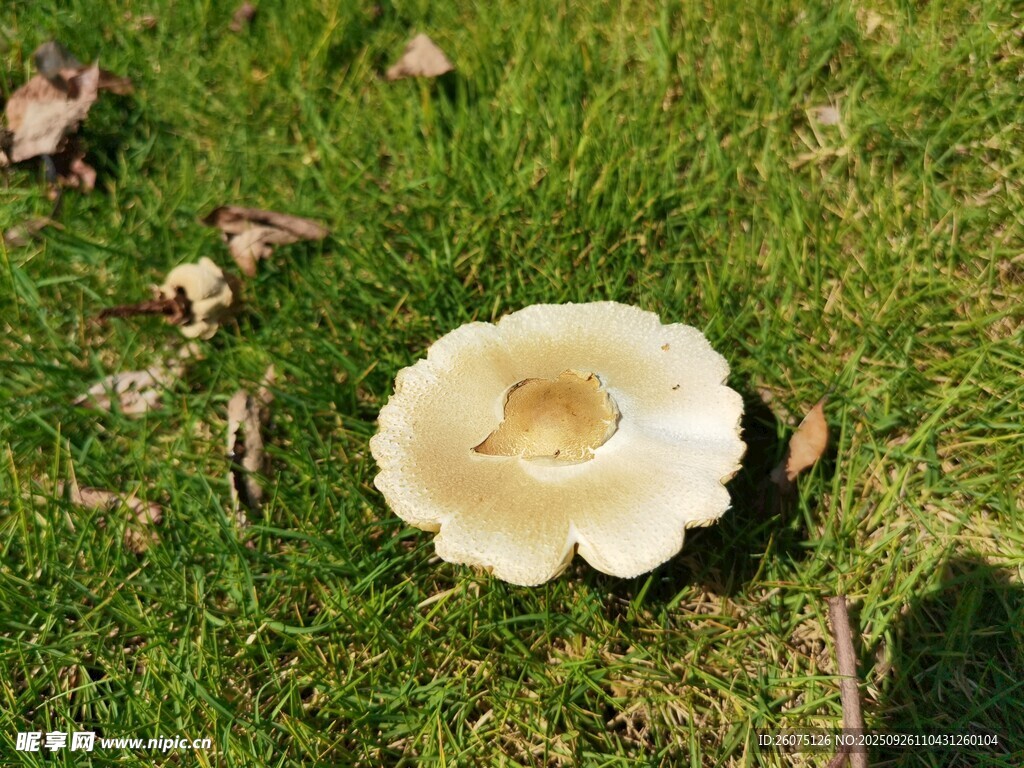 草地上的白色蘑菇