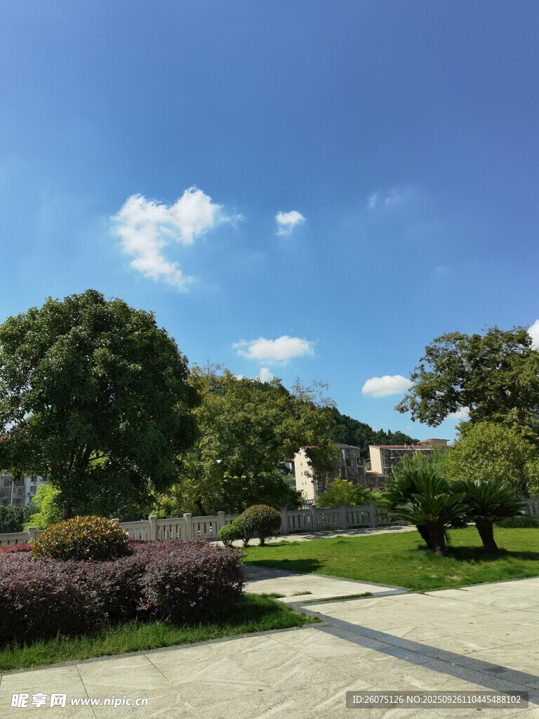 公園中的綠植與開闊道路