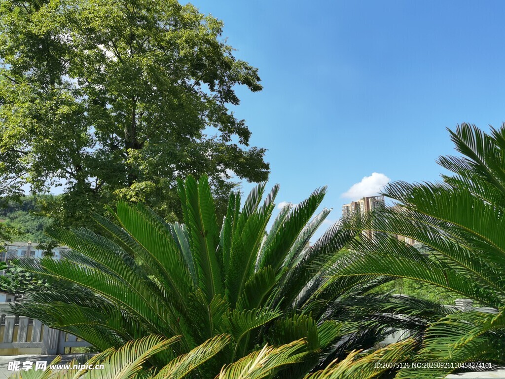 戶外綠植與藍天景致