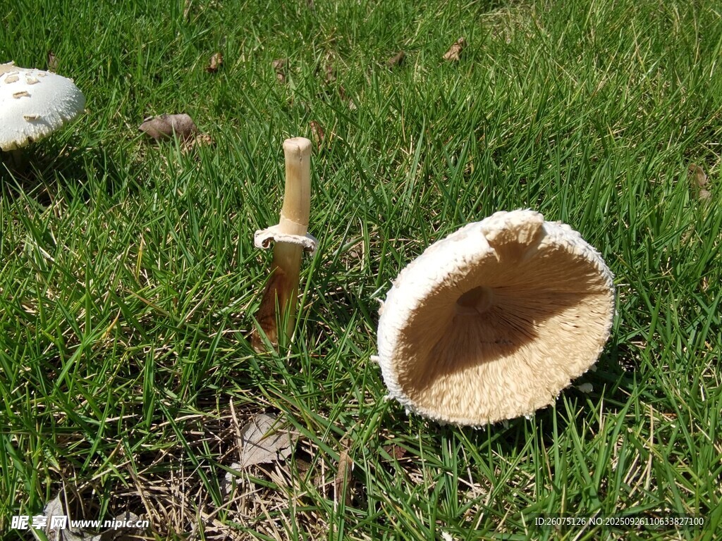草地上的蘑菇與木桿