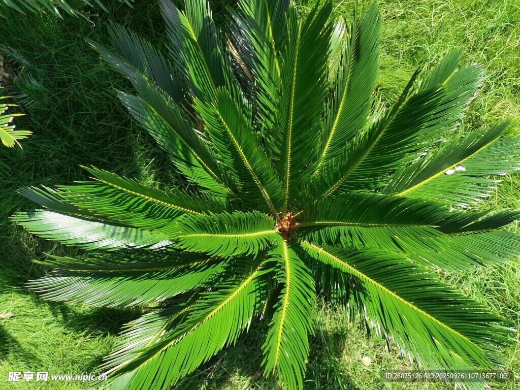 翠綠扇形葉片的獨特植物