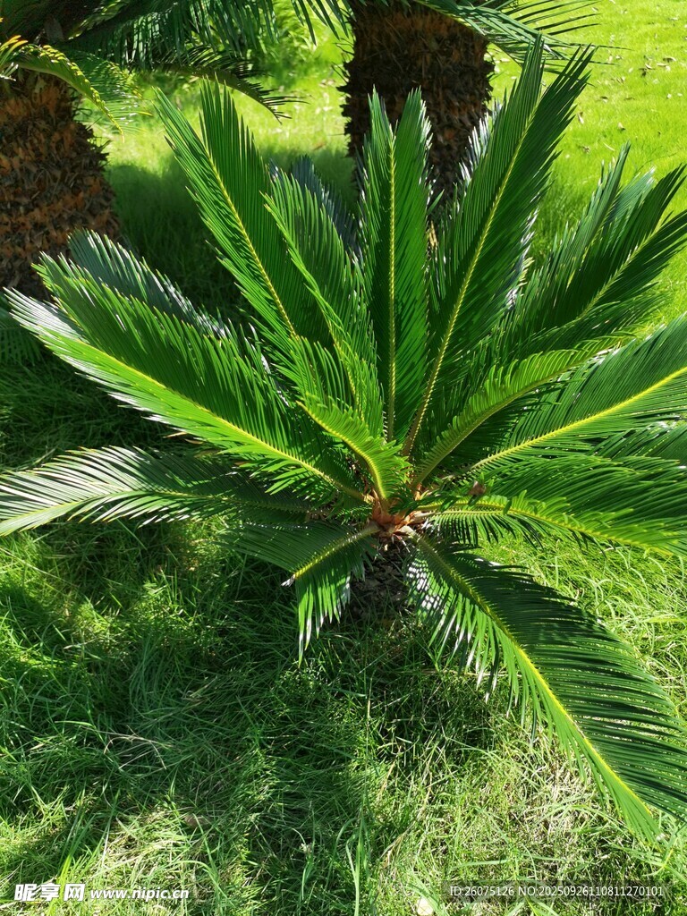 翠綠蘇鐵植物特寫