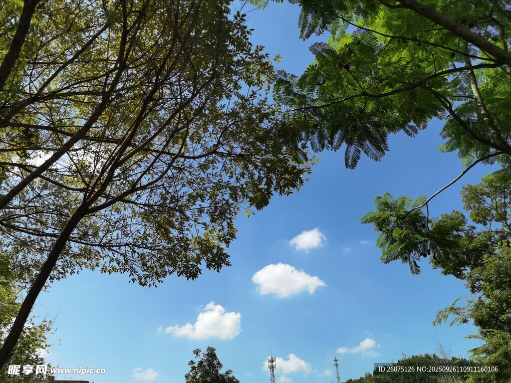仰望藍(lán)天綠樹美景