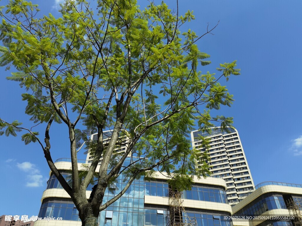 城市中挺拔綠樹(shù)與高樓
