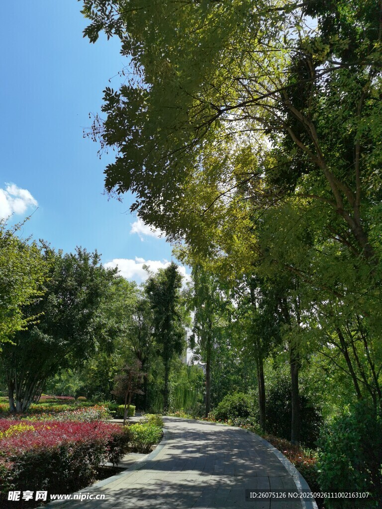 林間小道自然綠意美景