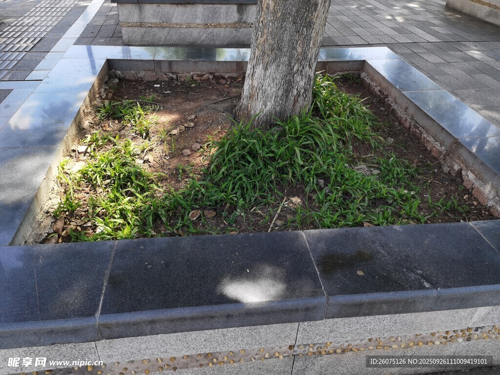 樹下花壇綠植景觀