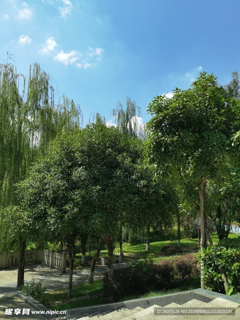 綠意盎然的公園景致