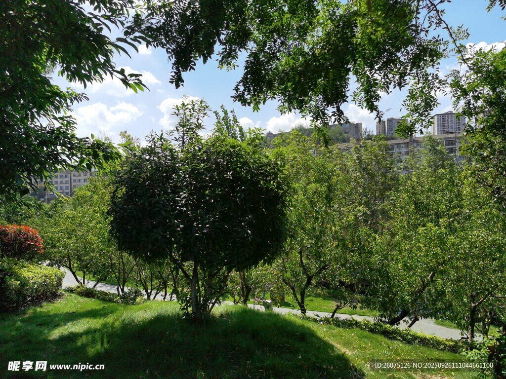 綠意盎然的公園景觀