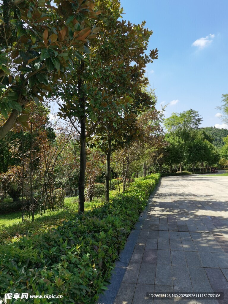 林蔭步道清新自然風(fēng)景