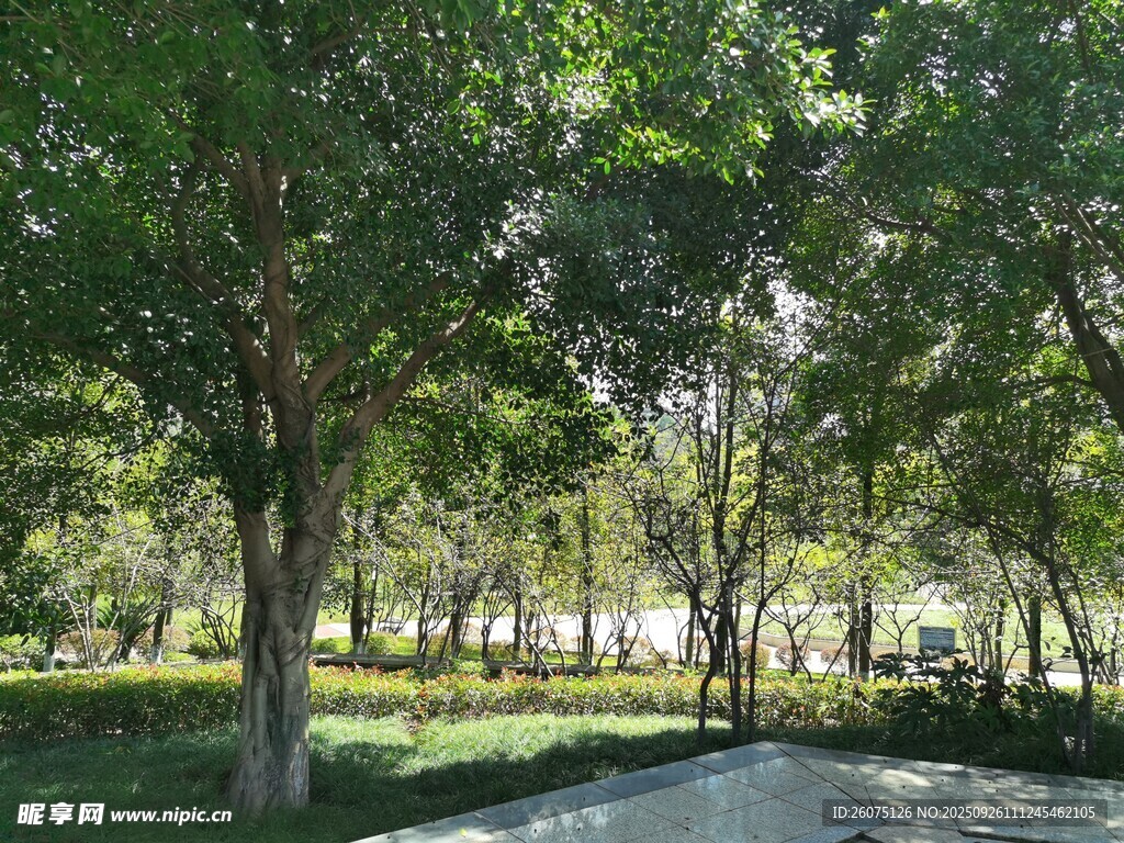 林蔭小道綠意盎然的公園