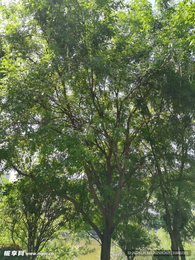 夏日蔥郁綠樹景觀