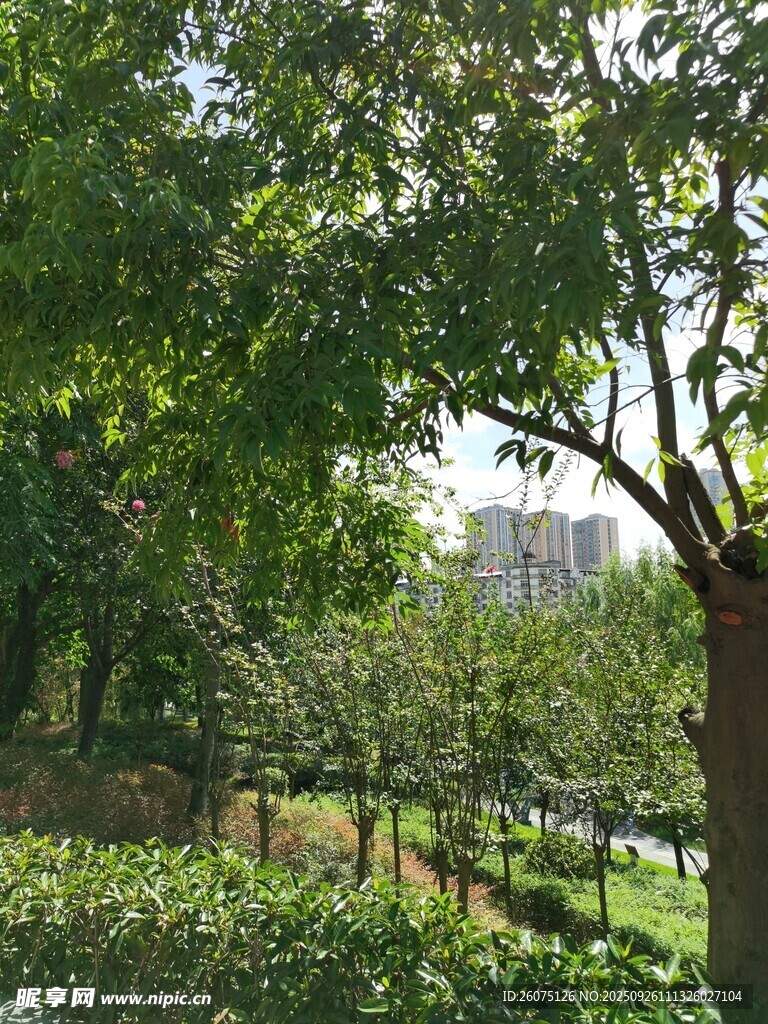 綠意盎然的林間景致