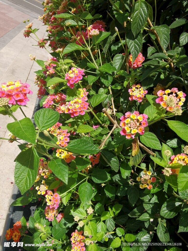 多彩錦帶花綻放
