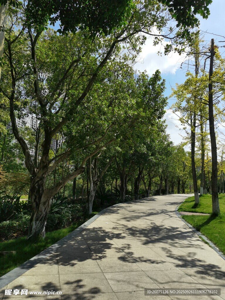 林蔭小道靜謐自然之景