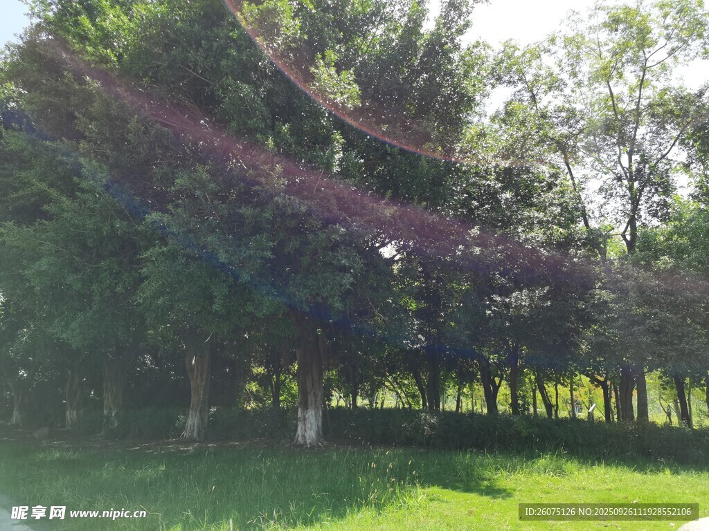 綠意盎然的公園樹林景觀
