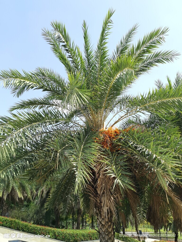 高大挺拔的棕櫚樹