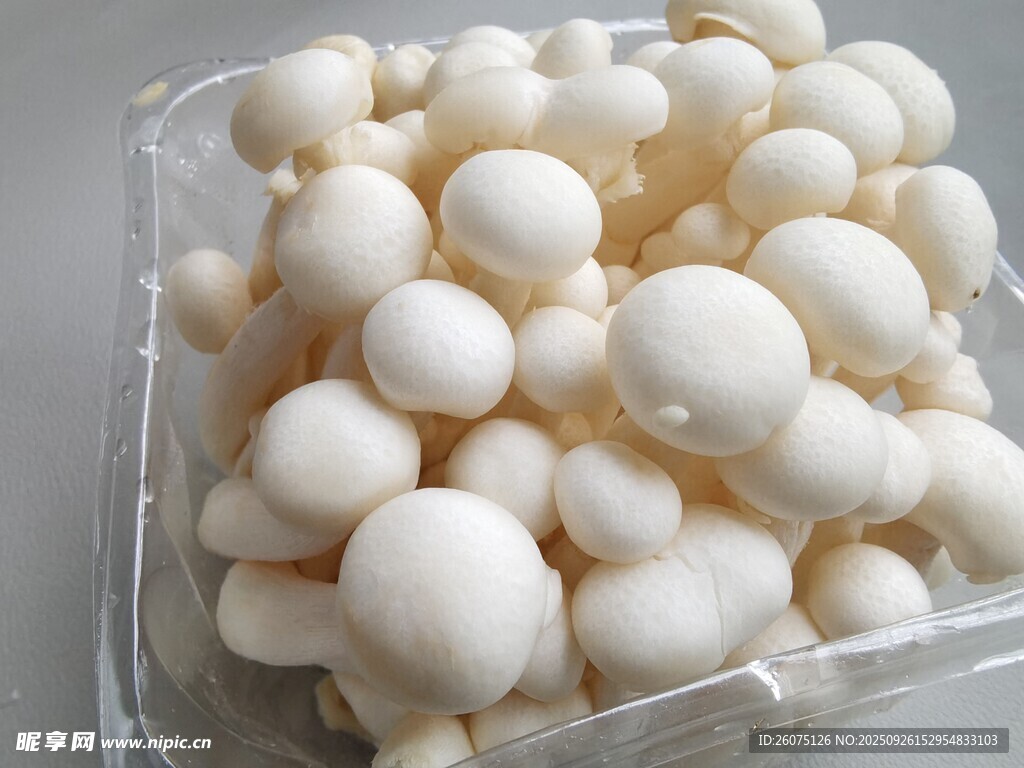 盒裝白玉菇特寫